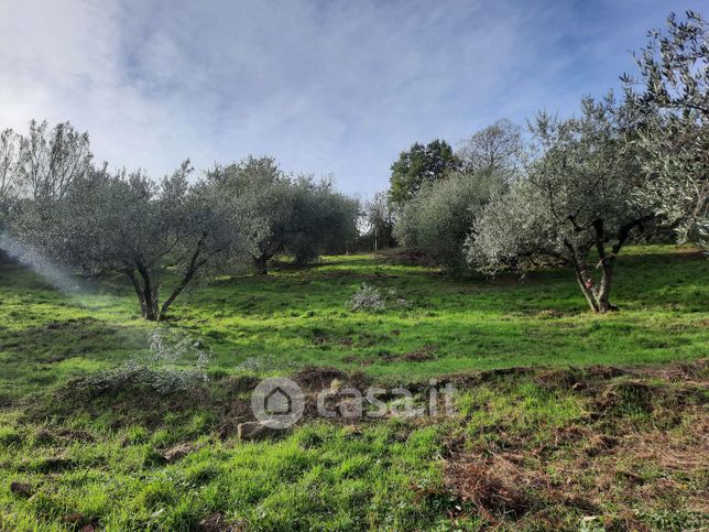 Terreno agricolo in commerciale in Strada Freddano