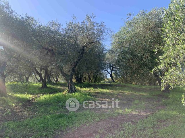 Terreno agricolo in commerciale in Località boschetto