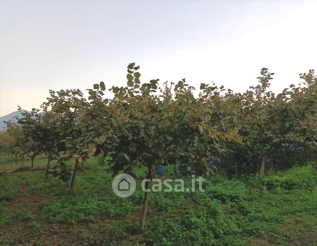 Terreno agricolo in commerciale in Via nocelleto