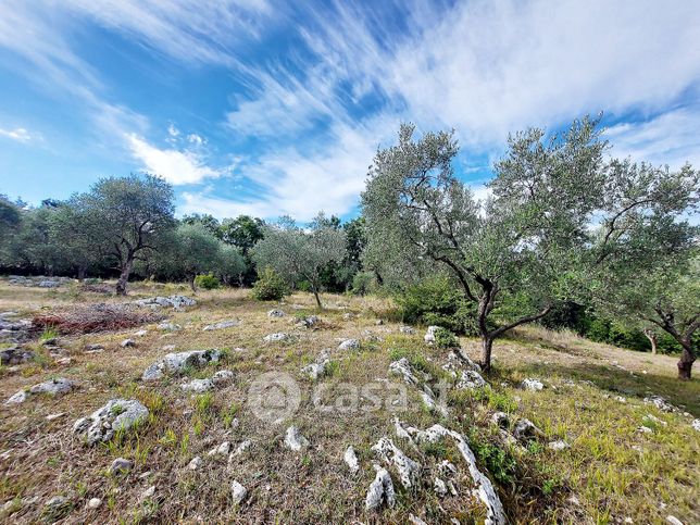 Terreno agricolo in commerciale in LocalitÃ  la Selva 1