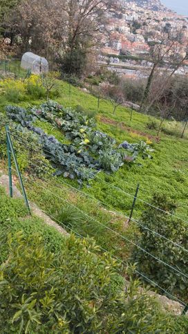 Terreno agricolo in commerciale in 