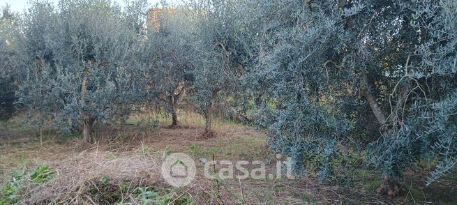 Terreno agricolo in commerciale in Via Suveretana