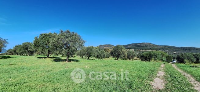 Terreno agricolo in commerciale in Porto conte