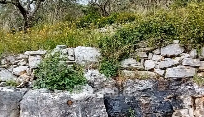 Terreno agricolo in commerciale in Via Camminate di sopra