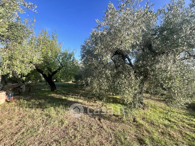 Terreno agricolo in commerciale in Località Tenuta zona Cesarina