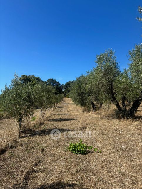 Terreno agricolo in commerciale in montienzo