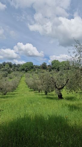 Terreno agricolo in commerciale in Strada fonte luna