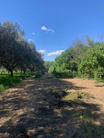 Terreno agricolo in commerciale in Via delle Ginestre
