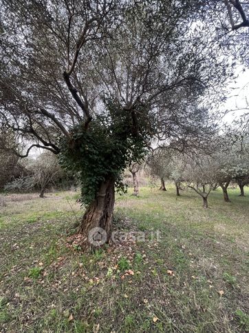 Terreno agricolo in commerciale in Strada San Vittorino