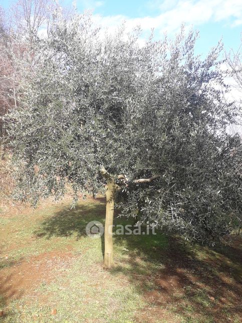 Terreno agricolo in commerciale in Strada canalassa