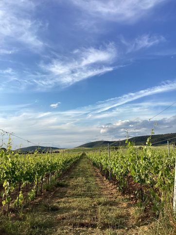 Terreno agricolo in commerciale in 