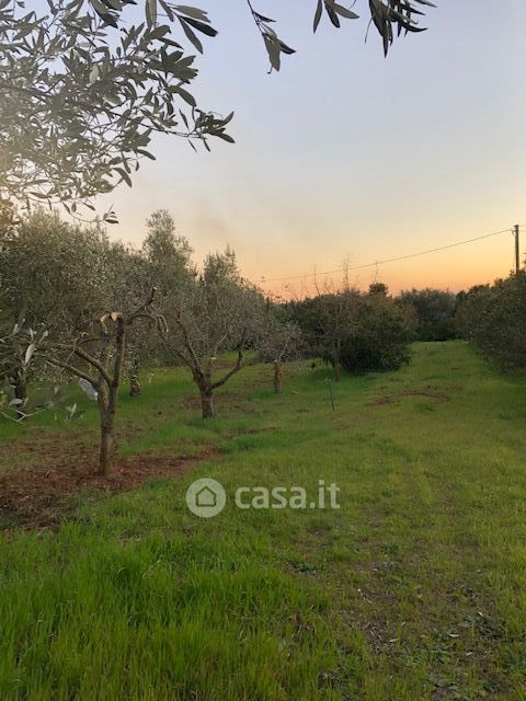 Terreno agricolo in commerciale in Via Maremmana