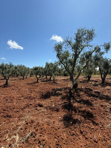 Terreno agricolo in commerciale in Contrada Citrignano