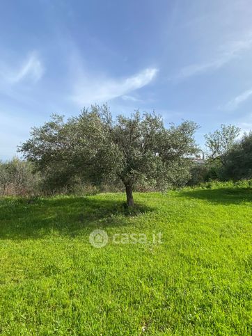 Terreno agricolo in commerciale in Strada Provinciale 38