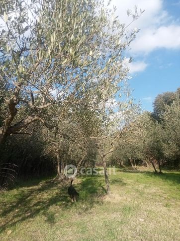 Terreno agricolo in commerciale in Loc Cozzano 19