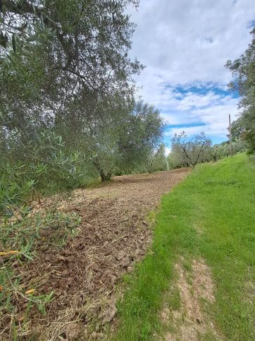 Terreno agricolo in commerciale in strada comunale di montenero 2