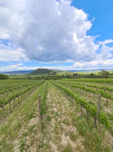 Terreno agricolo in commerciale in Strada Comunale Montenero 1