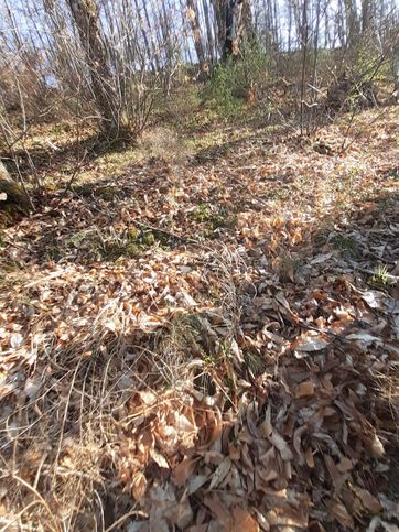 Terreno agricolo in commerciale in Strada Canepina - Soriano 9