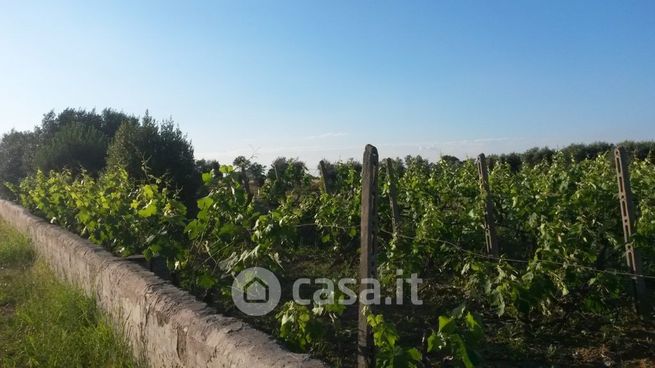 Terreno agricolo in commerciale in Strada Vicinale delle Scotola