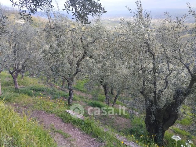 Terreno agricolo in commerciale in Via Borghetto 1